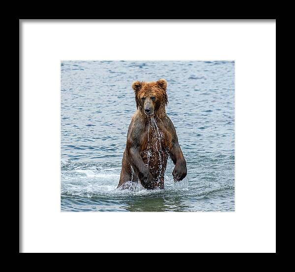 Bear Framed Print featuring the photograph Brown bear standing in water by Mikhail Kokhanchikov