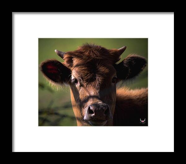 Cow Framed Print featuring the photograph Brown Cow by Pam Rendall