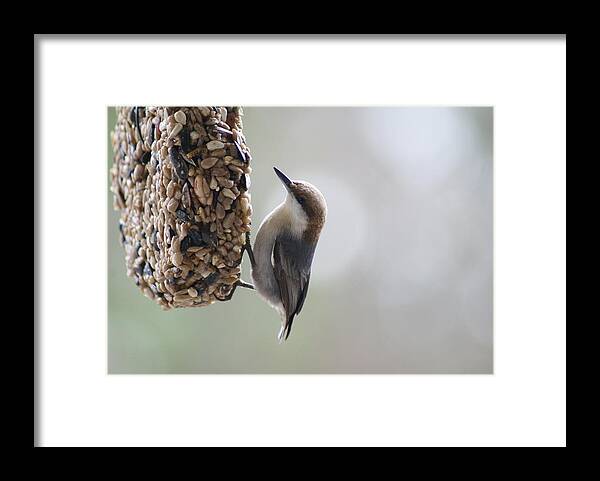 Bird Framed Print featuring the photograph Brown-headed Nuthatch by Heather E Harman