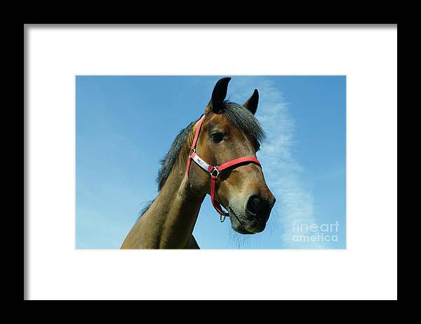 Colt Framed Print featuring the photograph Brown horse by Pics By Tony