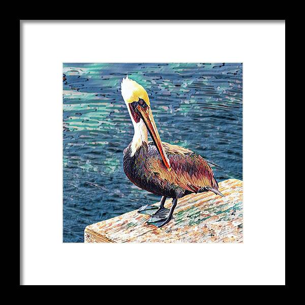 Brown Pelican Framed Print featuring the photograph Brown Pelican in Breeding Season by Roslyn Wilkins