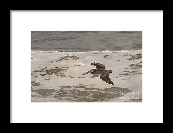 Brown Pelican Framed Print featuring the photograph Brown Pelican in Flight by Nancy Gleason