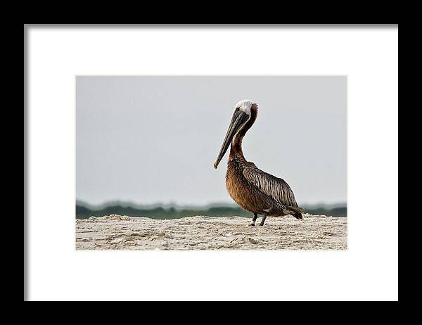 Brown Pelican Framed Print featuring the photograph Brown Pelican on North Carolina Beach by Bob Decker