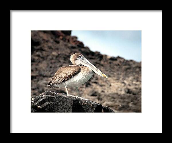 Galapagos Islands Framed Print featuring the photograph Brown Pelican by William Beuther