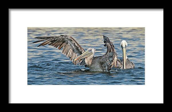  Framed Print featuring the photograph Brown Pelicans #2 by Carla Brennan