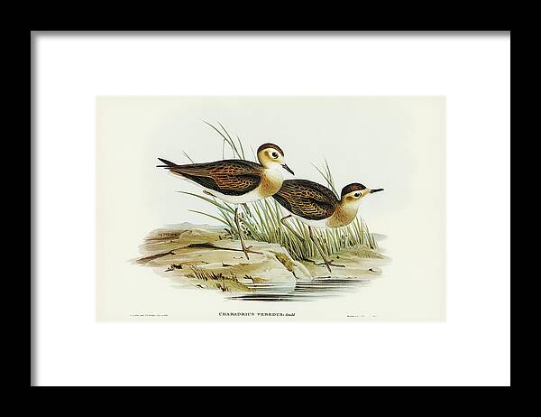 Brown Plover Framed Print featuring the drawing Brown Plover, Charadrius veredus by John Gould