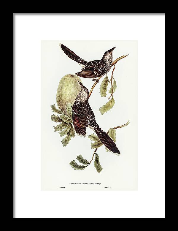 Brush Wattle Bird Framed Print featuring the drawing Brush Wattle Bird, Anthochaera mellivora by John Gould