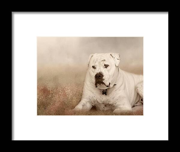 Bull Dog Framed Print featuring the photograph Brutus Dreaming by Elaine Teague