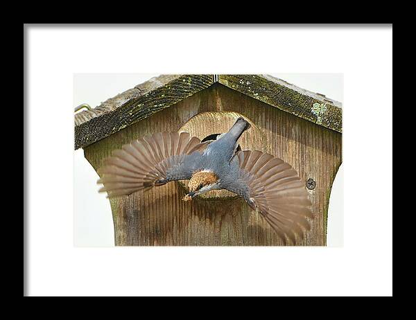 Brown Headed Nuthatch Framed Print featuring the photograph Brown Headed Nuthatch Flight by Jerry Griffin