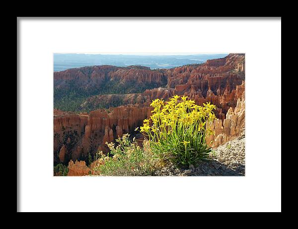 Wildflowers Framed Print featuring the photograph Bryce Canyon Wildflowers by Aaron Spong