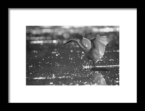 Egret Framed Print featuring the photograph Bubble Dance BW by Alistair Lyne
