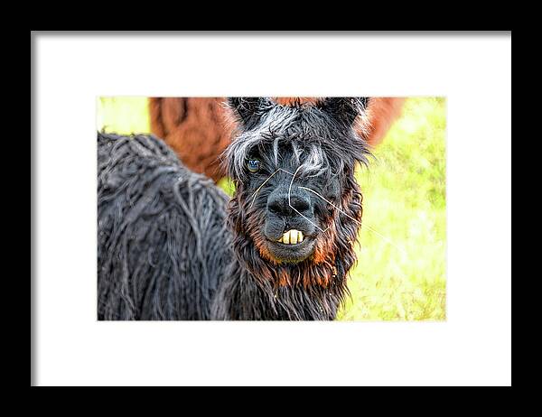 Bucky Framed Print featuring the photograph Bucky the Alpaca by David Lawson