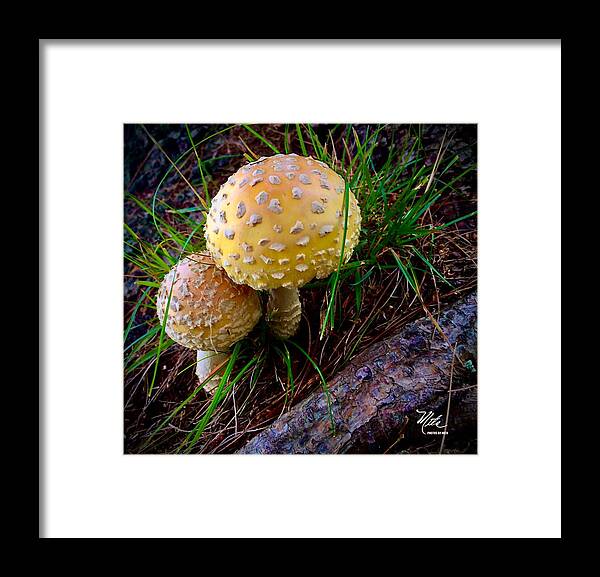 Pair Of Mushrooms In The Forest Framed Print featuring the photograph Buddies by Meta Gatschenberger