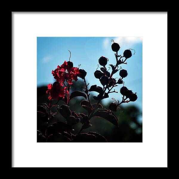 Flora Framed Print featuring the photograph Buds and Bloom by George Taylor