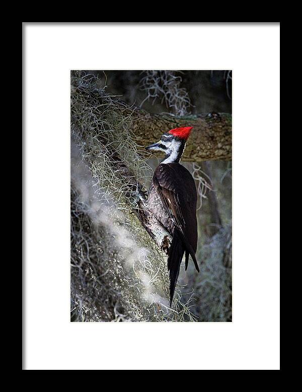 Pileated Woodpecker Framed Print featuring the photograph Bug Hunting by Ronald Lutz