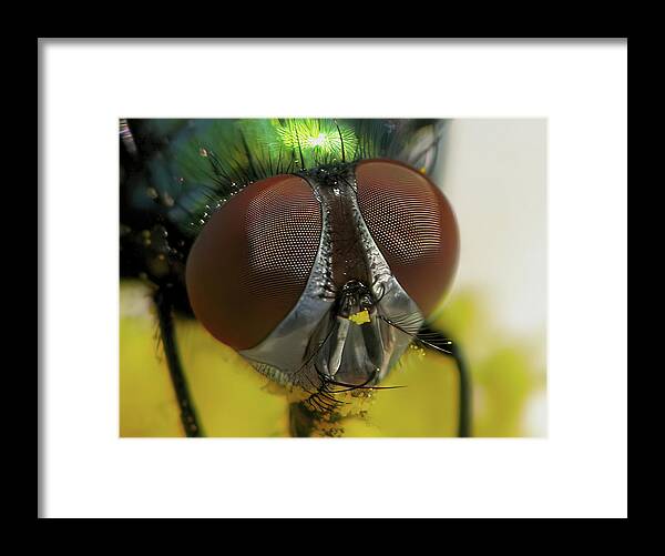 Fly Framed Print featuring the photograph Bugged Eyed by Lens Art Photography By Larry Trager