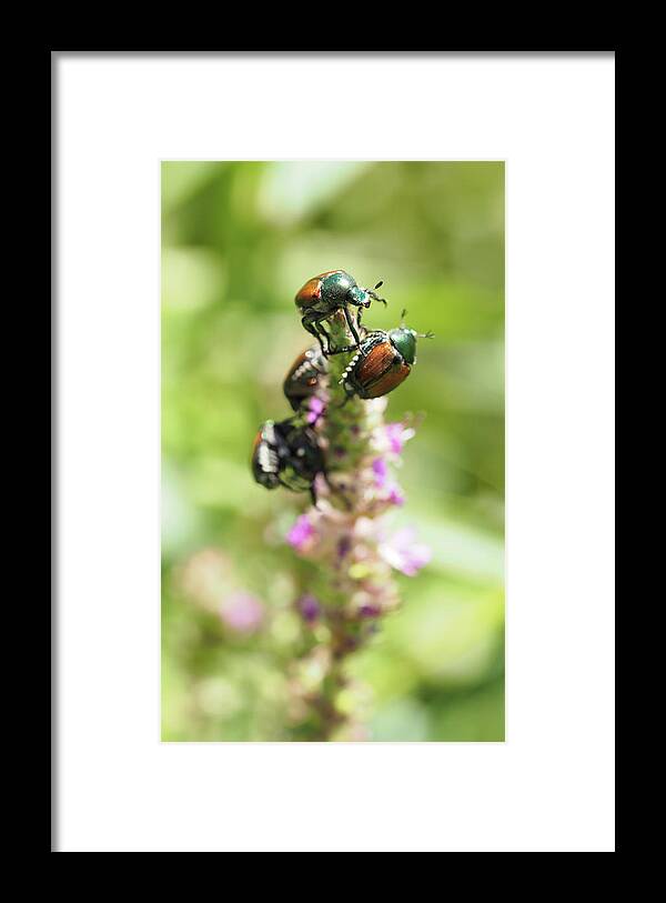 Japanese Framed Print featuring the painting Bugs - Japanese beetles by Sv Bell