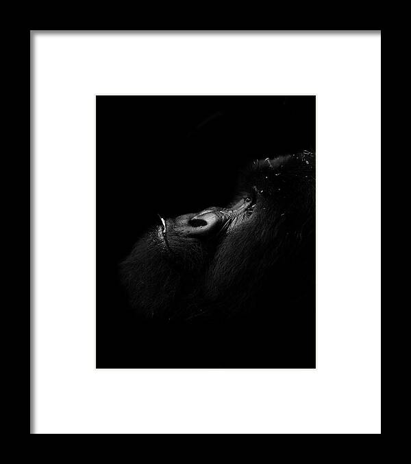 Great Apes Framed Print featuring the photograph Bukima, Silverback Gorilla by Cameron Anderson