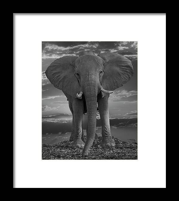 Elephant Framed Print featuring the photograph Bull Elephant by Larry Linton