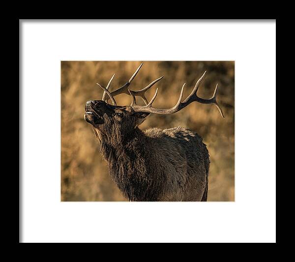 Bull Elk Framed Print featuring the photograph Bull Elk Bugle In Fall by Yeates Photography