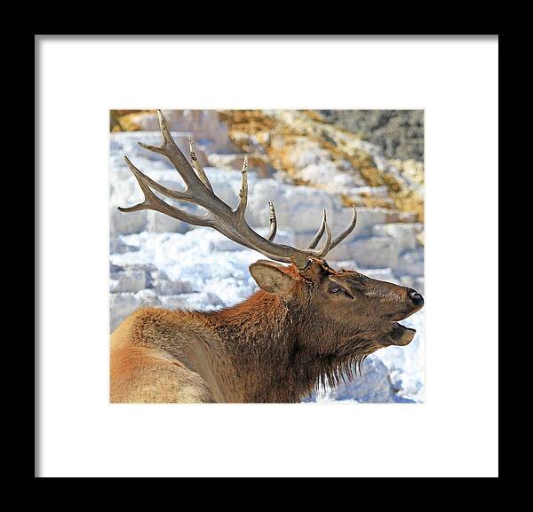 Elk Framed Print featuring the photograph Bull Elk Bugling by Shixing Wen
