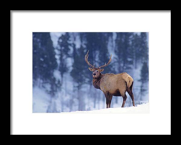 Dave Welling Framed Print featuring the photograph Bull Elk In Snow Cervus Elaphus Wild Wyoming by Dave Welling