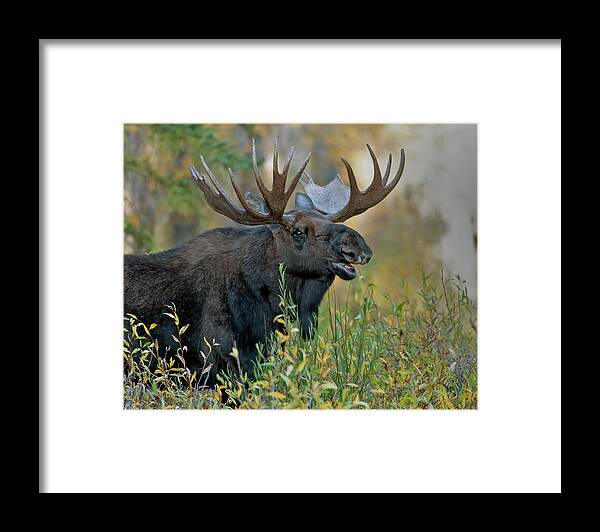 Bull Moose Calling Framed Print featuring the photograph Bull Moose Calling by Gary Langley
