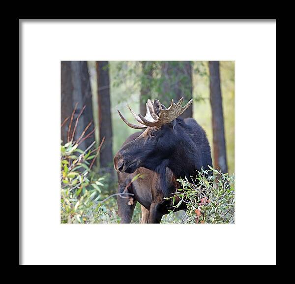Bull Framed Print featuring the photograph Bull Moose in Early Morning by Jean Clark