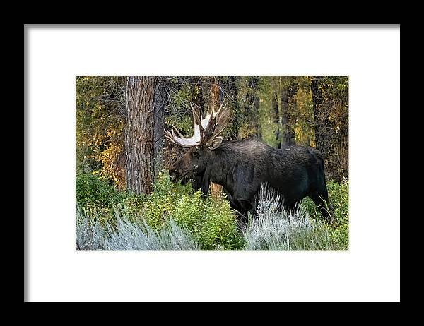 Nature Framed Print featuring the photograph Bull Moose by Linda Shannon Morgan