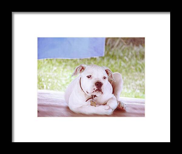 Art Framed Print featuring the digital art Bulldog Rana Art 80	 by Miss Pet Sitter