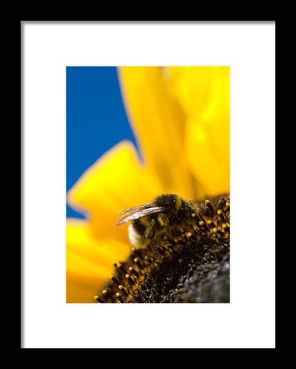 Bumblebee Framed Print featuring the digital art Bumblebee by Geir Rosset