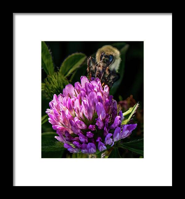 Bee Framed Print featuring the photograph Bumblebee on clover by Brian Shoemaker