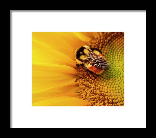 Bumblebee Framed Print featuring the photograph Bumblebee On Sunflower by Phil And Karen Rispin