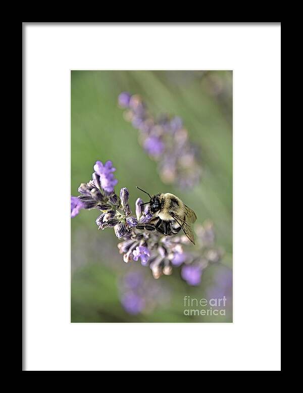 Bee Framed Print featuring the photograph Bumblebee On The Lavender Field 3 by Andrea Anderegg