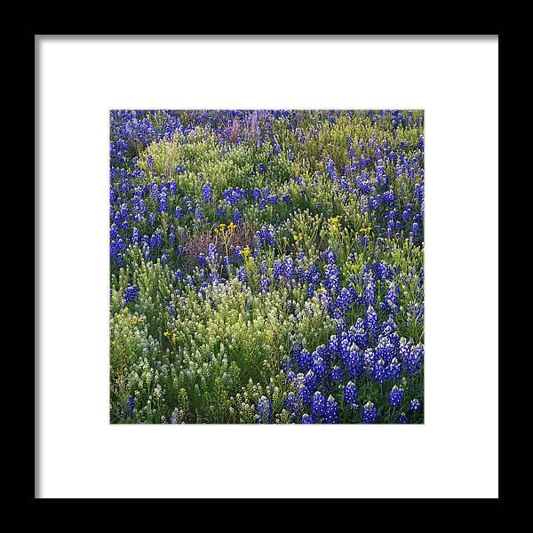 Inks Lake Framed Print featuring the photograph Bumper Bouquet by Slow Fuse Photography