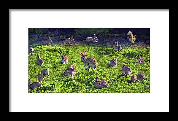 Rabbit Framed Print featuring the photograph Bunny Circus by Brian Tada