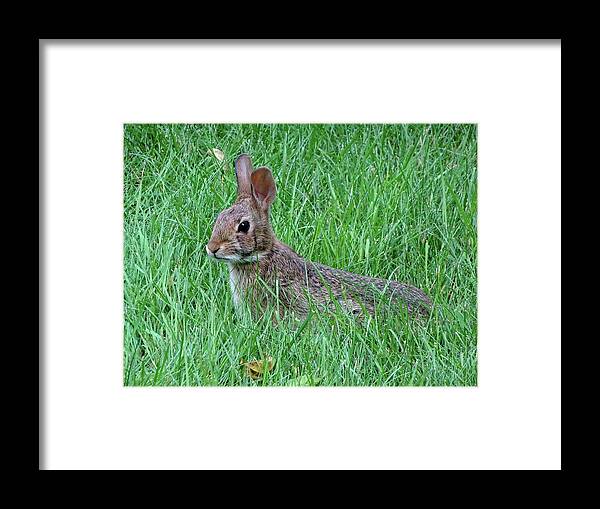 Rabbit Framed Print featuring the photograph Bunny in the Grass by Lyuba Filatova