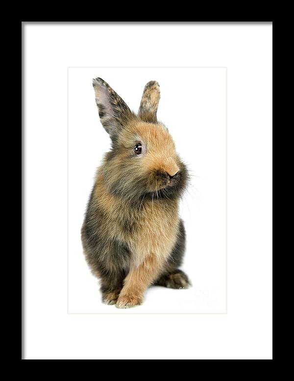 Bunny Framed Print featuring the photograph Bunny Joy by Renee Spade Photography