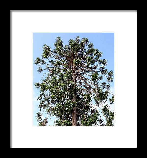 Tree Framed Print featuring the photograph Bunya Pine, Bunga Bunga Pine by Denise Strahm