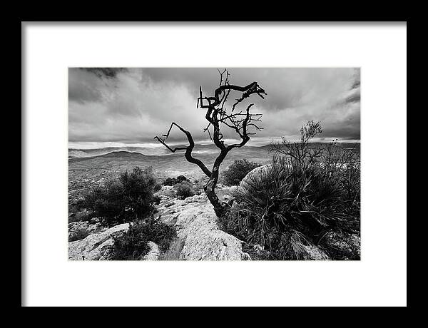 Tree Framed Print featuring the photograph Burnt tree by Gary Browne