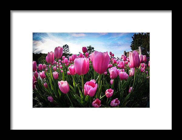  Framed Print featuring the photograph Bursting Tulips by Nicole Engstrom