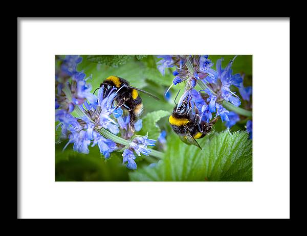 Bumblebee Framed Print featuring the photograph Busy Bees by Pauline Lewis