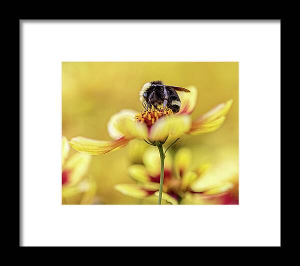 Bumblebee Framed Print featuring the photograph Busy Bumblebee by Rebecca Cozart