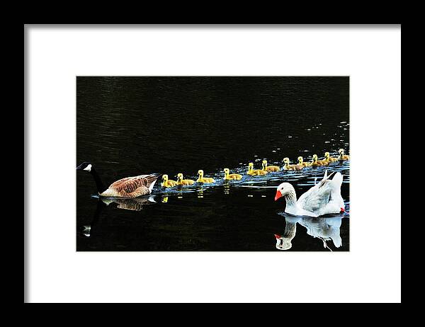 Geese Framed Print featuring the photograph Busy Momma by Addison Likins