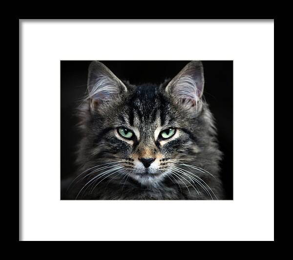 Cat Framed Print featuring the photograph Butch's Portrait by American Landscapes