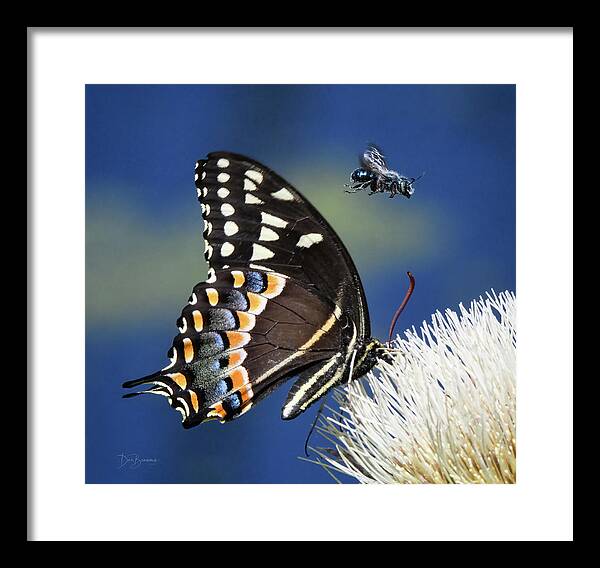 Palamedes Swallowtail Framed Print featuring the photograph Butterfly and Bee #1068 by Dan Beauvais