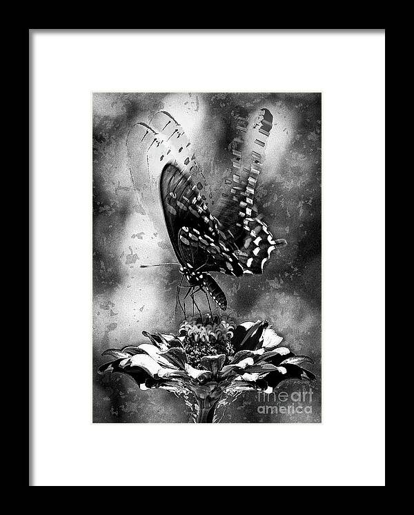Butterfly Framed Print featuring the digital art Butterfly And Flower - Black And White by Anthony Ellis