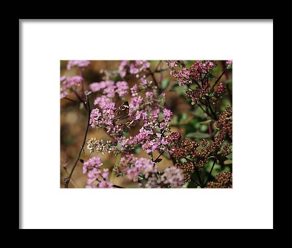 Butterfly Framed Print featuring the photograph Butterfly by Grant Twiss
