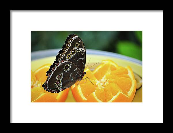 Peggy Notebaert Nature Museum Framed Print featuring the photograph Butterfly Haven Citrus by Kyle Hanson