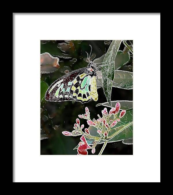 Butterfly Framed Print featuring the photograph Butterfly in Massachusetts by Cordia Murphy